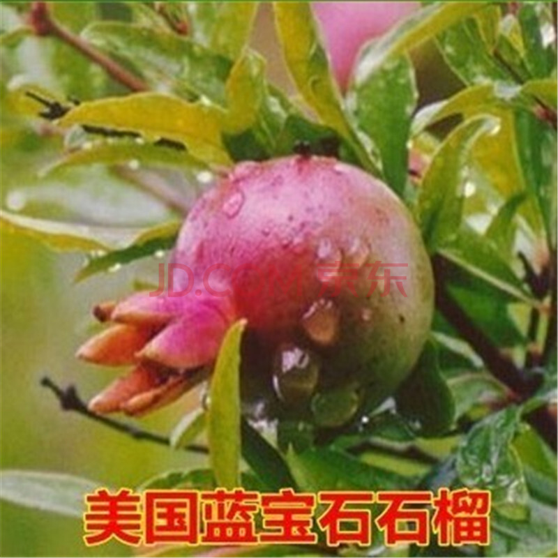 石榴树苗无籽大果红石榴河阴石榴苗南北方种植 美国蓝宝石石榴 八年苗