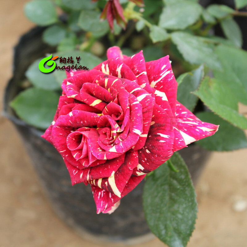 阳台植物 香水月季 月季花 玫瑰花 盆栽 月季花苗 当年开花 流星雨 八