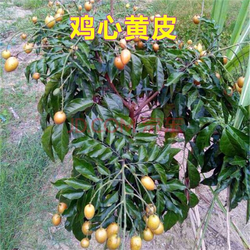 逍遥园艺 黄皮苗黄皮果树苗 鸡心黄皮苗 无核黄皮苗 嫁接果树苗出世甜