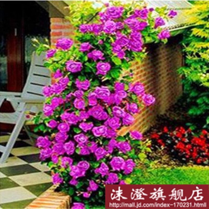 重瓣多花蔷薇花苗 盆栽蔷薇苗 藤本 爬藤植物 四季循环开花 6年大苗