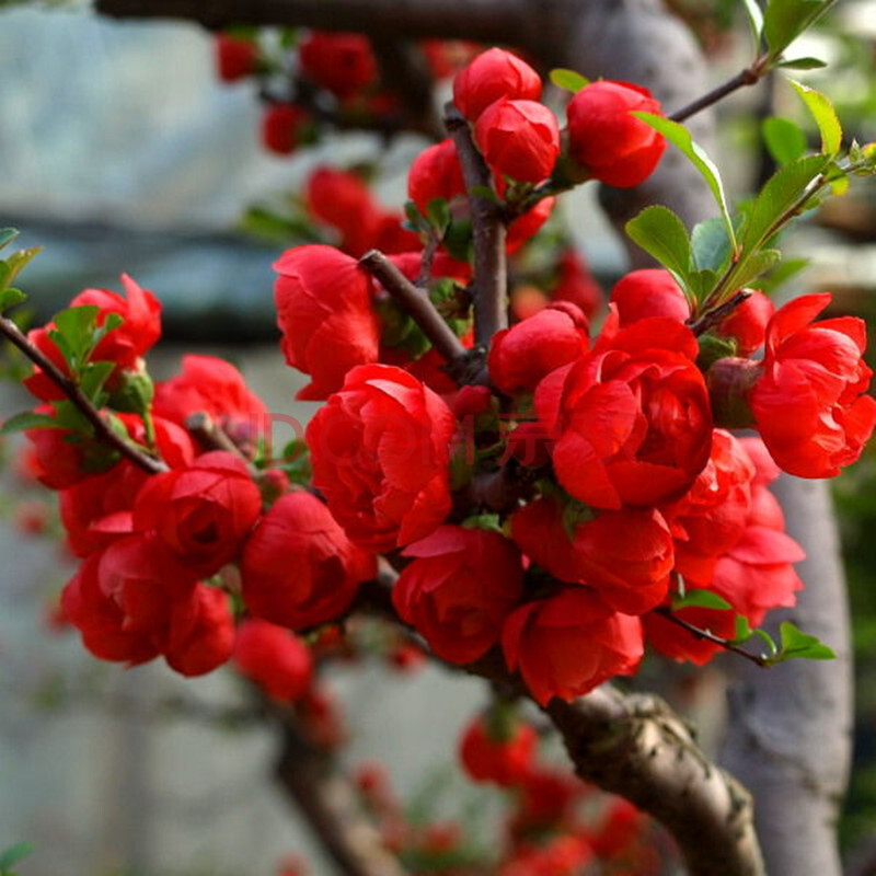 日本海棠苗 室内盆栽海棠花苗 盆景花卉植物 当年开花4年大苗 红宝石