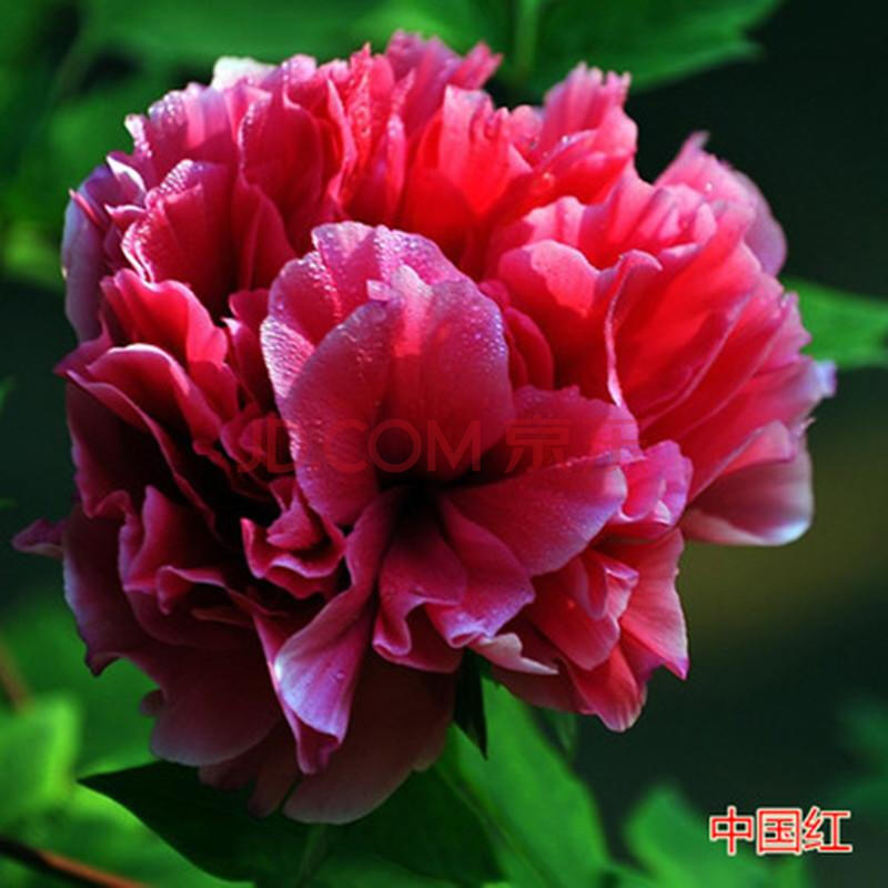 春曲 洛阳牡丹花苗盆栽 室内绿植阳台花卉庭院植物牡丹苗大苗当年开花