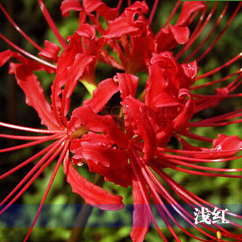 多色彼岸花种球 彼岸花种球 套餐 留恋
