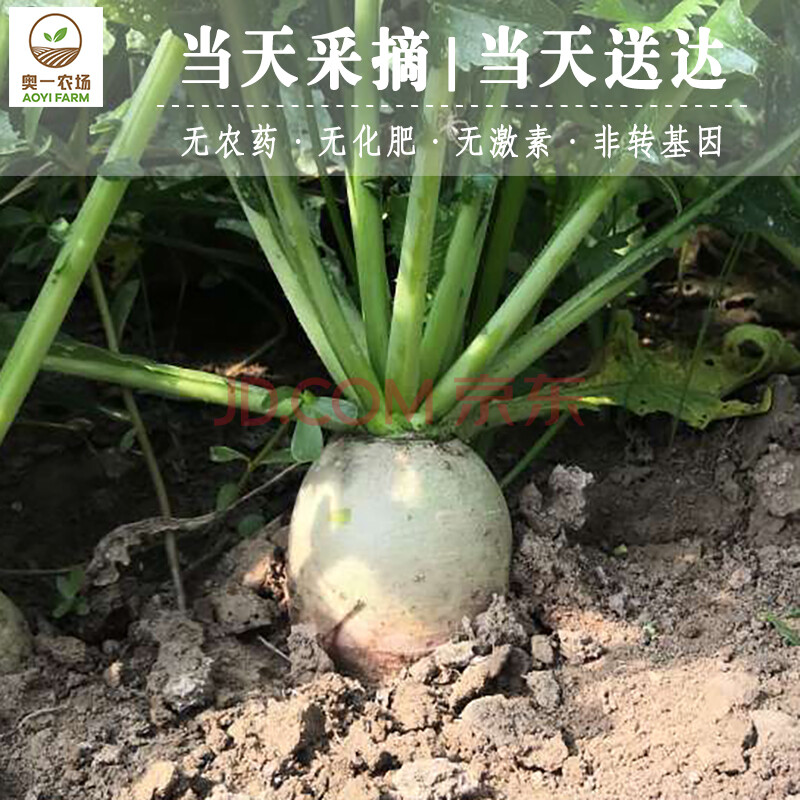奥一农场 心里美萝卜冰糖萝卜红心萝卜350g 仅限北京地区购买