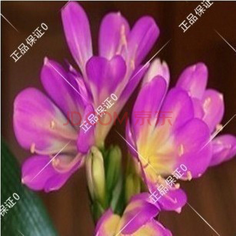 垂笑君子兰 紫条君子兰 白花君子兰 兰光君子兰 绿花君子兰 紫色君子