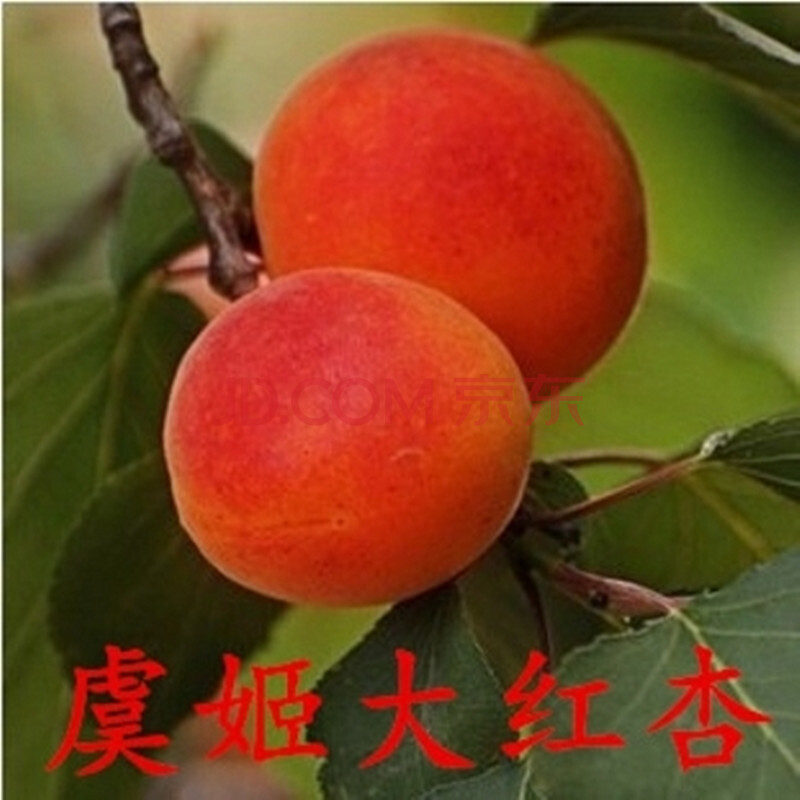南方北方种植杏子树苗盆栽地栽果树苗嫁接杏子苗当年结果苗 虞姬大
