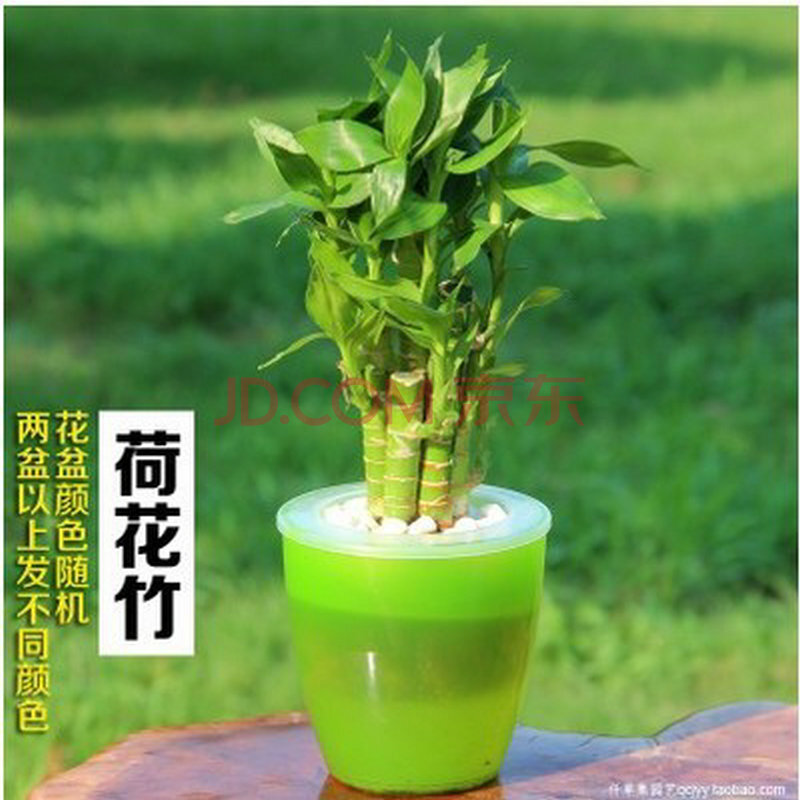 请问,袖珍椰子,发财树,绿萝,金鱼吊兰,风信子。