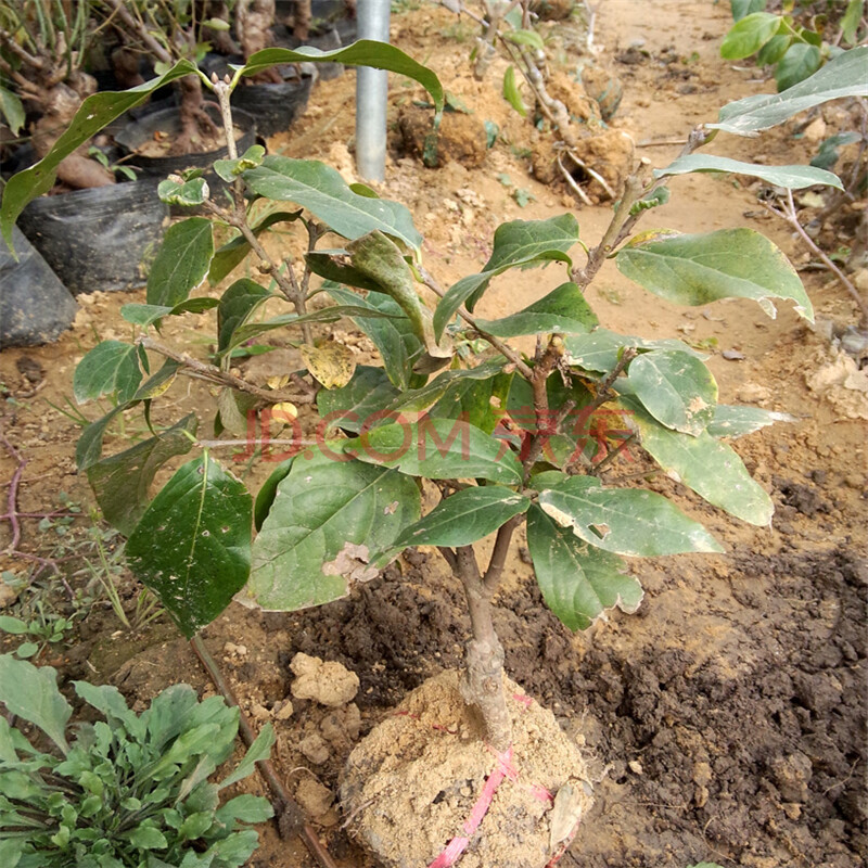 红梅树苗梅花树桩梅花苗 庭院地栽花卉观花植物庭院绿化苗木美人梅