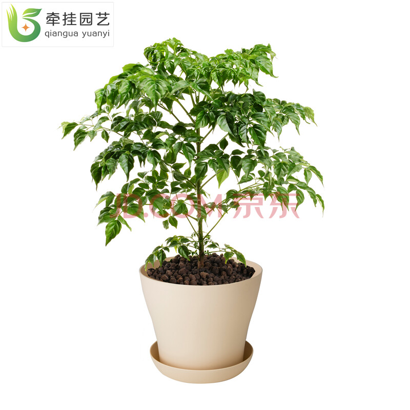 绿植盆栽 客厅办公室花卉盆栽 绿色植物 幸福树盆栽 绿宝 幸福树 幸福