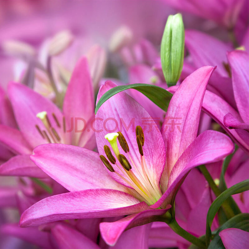 进口盆栽花卉多肉绿植香水百合花种球 百合种球批 粉色宫殿送花盆 土