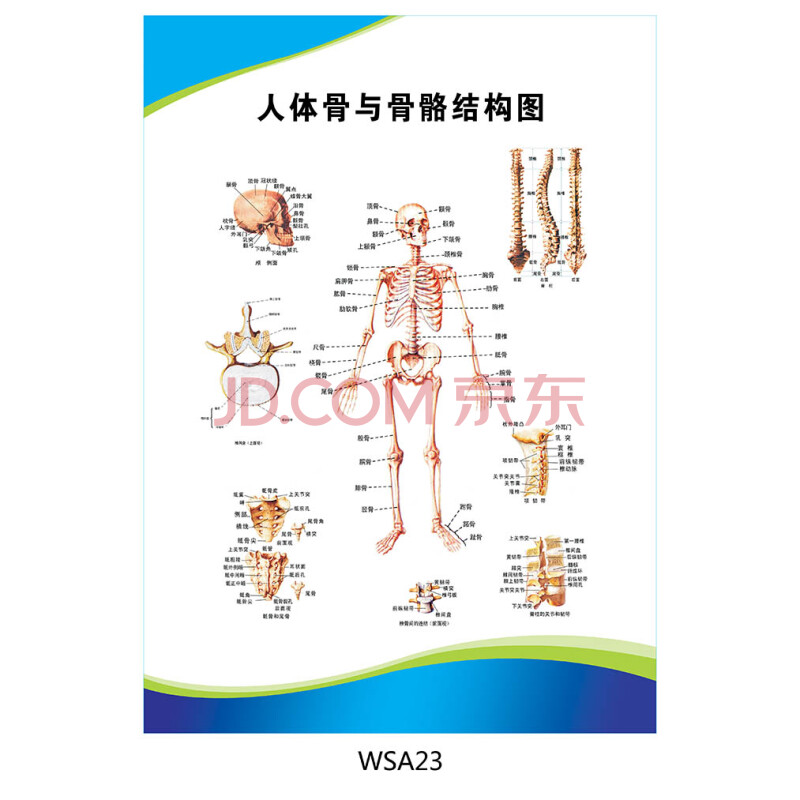 标语王 医院科室挂图 宣传画海报 人体骨与骨骼结构图 示意图 贴画wsa