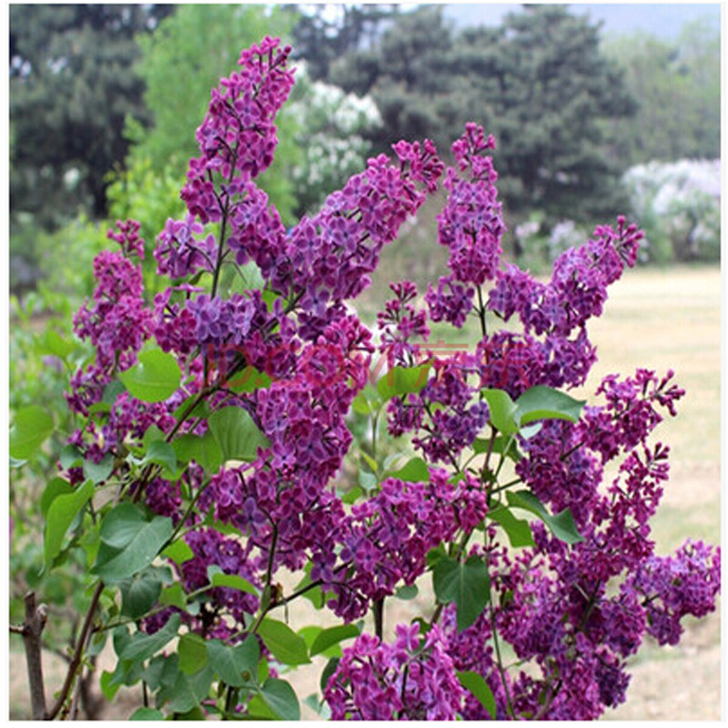 元井 丁香花苗庭院 盆栽可开花植物丁香花树苗浓香花卉香飘十里 丁香