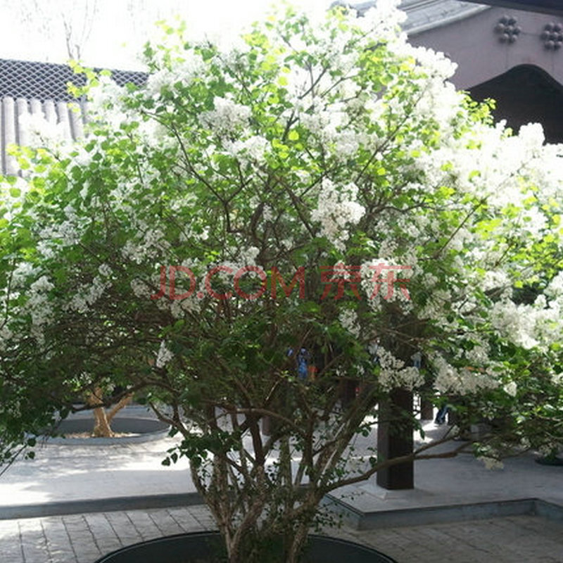 含笑苑 紫丁香花苗丁香苗树苗庭院阳台盆栽开花绿植丁香花树苗浓香