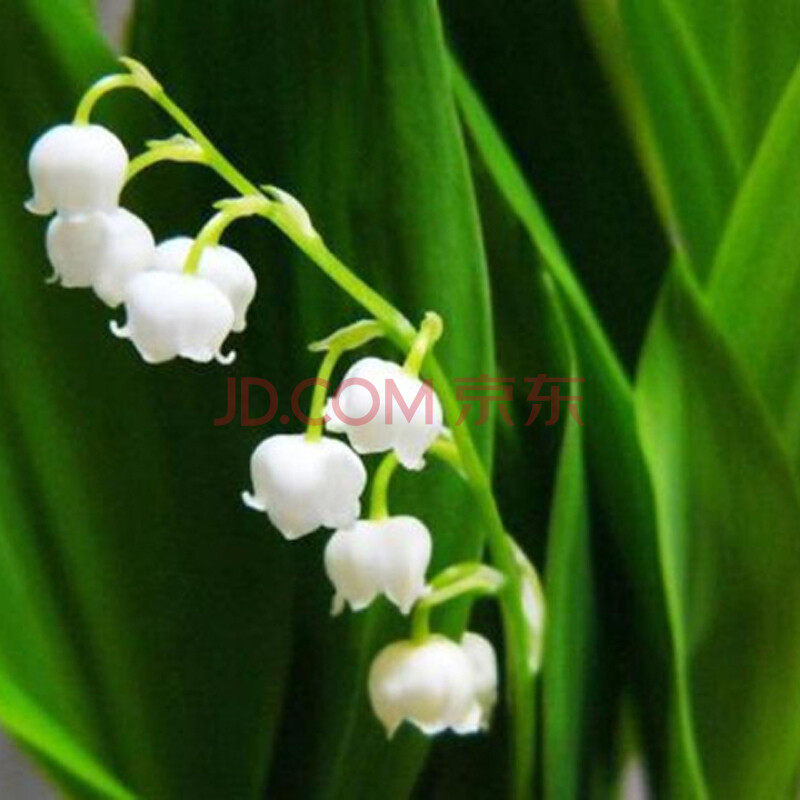 铃兰花苗 绿植盆栽 多种颜色可选 白色铃兰