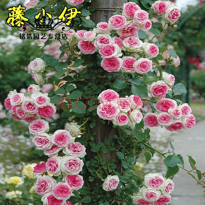 藤本月季 大游行多花蔷薇 爬藤植物月季花苗玫瑰绿植