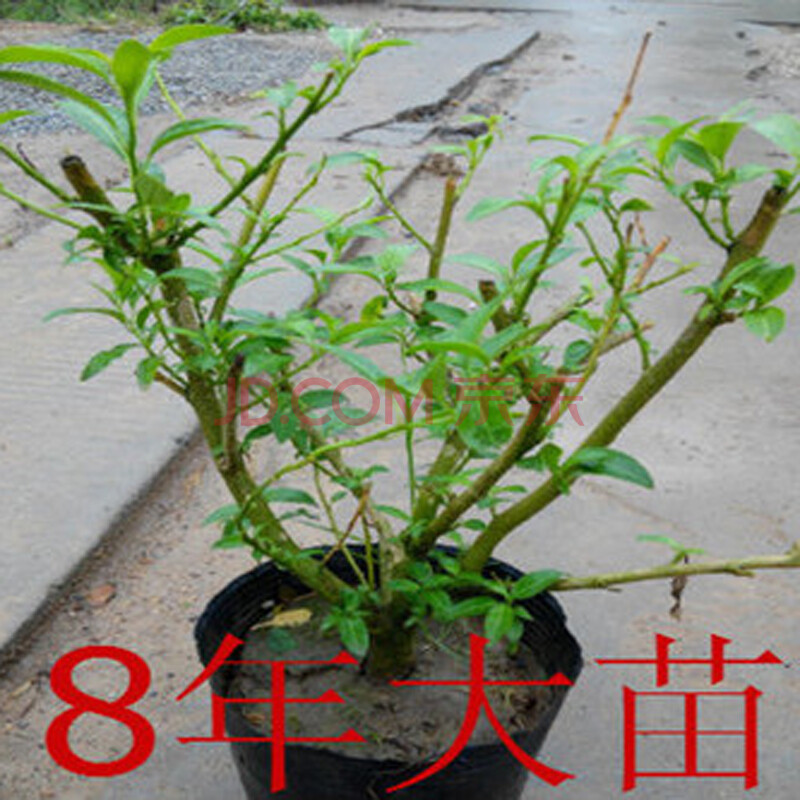 青意萱 盆栽夜来香花苗盆栽夜来香苗夜香树苗驱蚊草植物盆栽清苗
