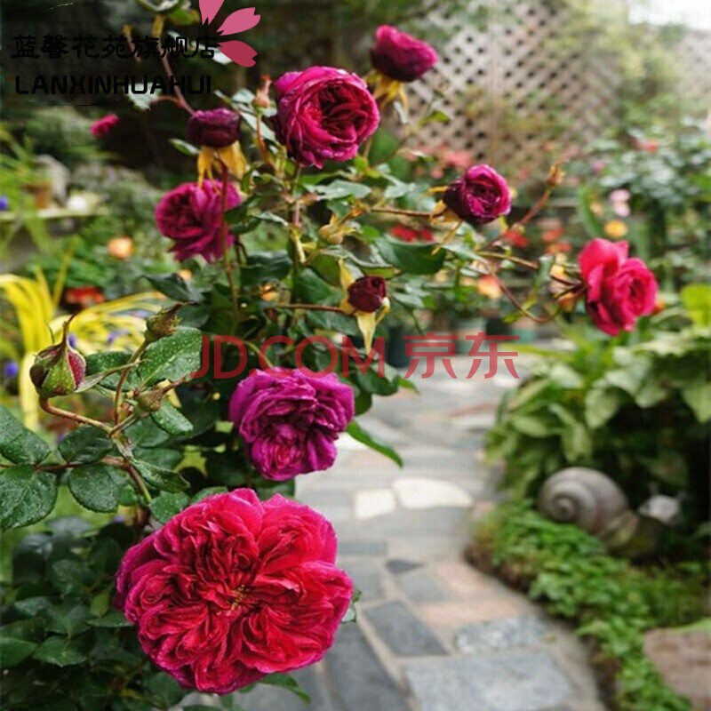 玫瑰花苗 观花阳台四季大花月季四季开花带花苞 绿植盆栽地栽 室内