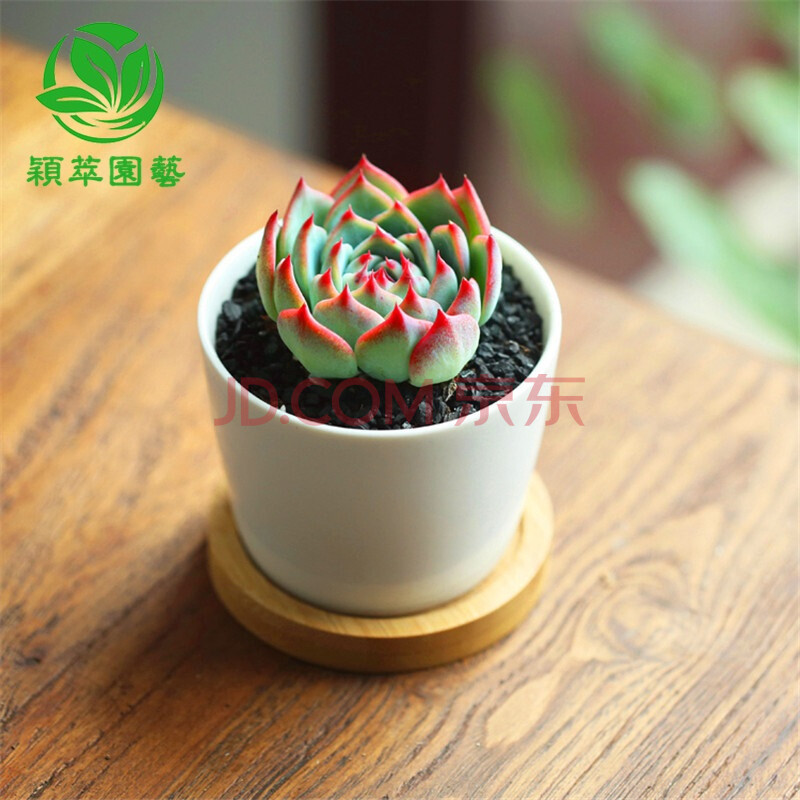 【颖萃 多肉套装 a款 赠树脂花盆】多肉植物盆栽组合花卉微盆景 桌面