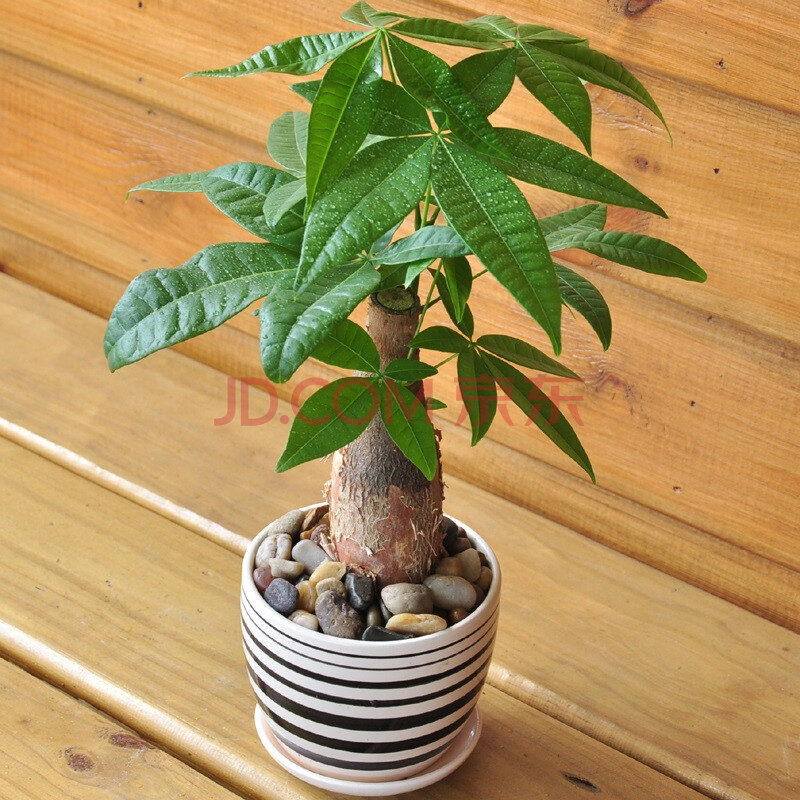 长寿花常春藤鲜花瓷盆栽办公室内水培植物吸甲醛送雨花石 简约a发财树