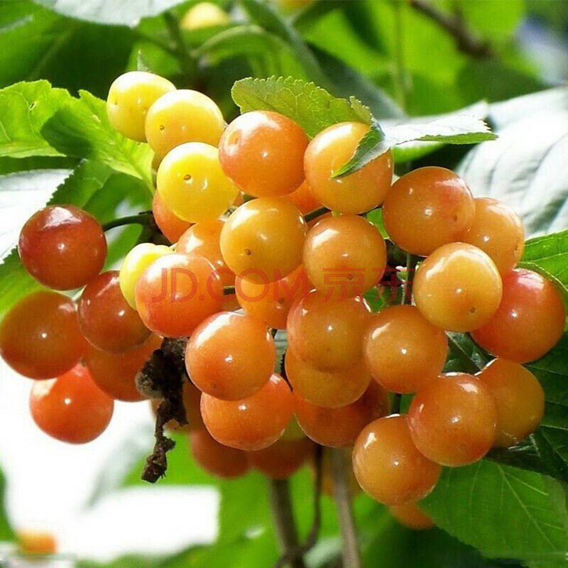 樱桃树苗车厘子苗乌克兰大樱桃果树苗嫁接苗南方北方种植水果樱桃苗