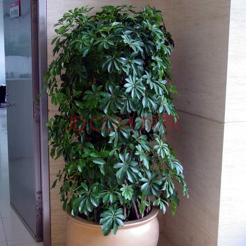 七叶莲盆栽 鸭掌木/鹅掌柴苗 鸭脚木植物花卉盆栽 60图片