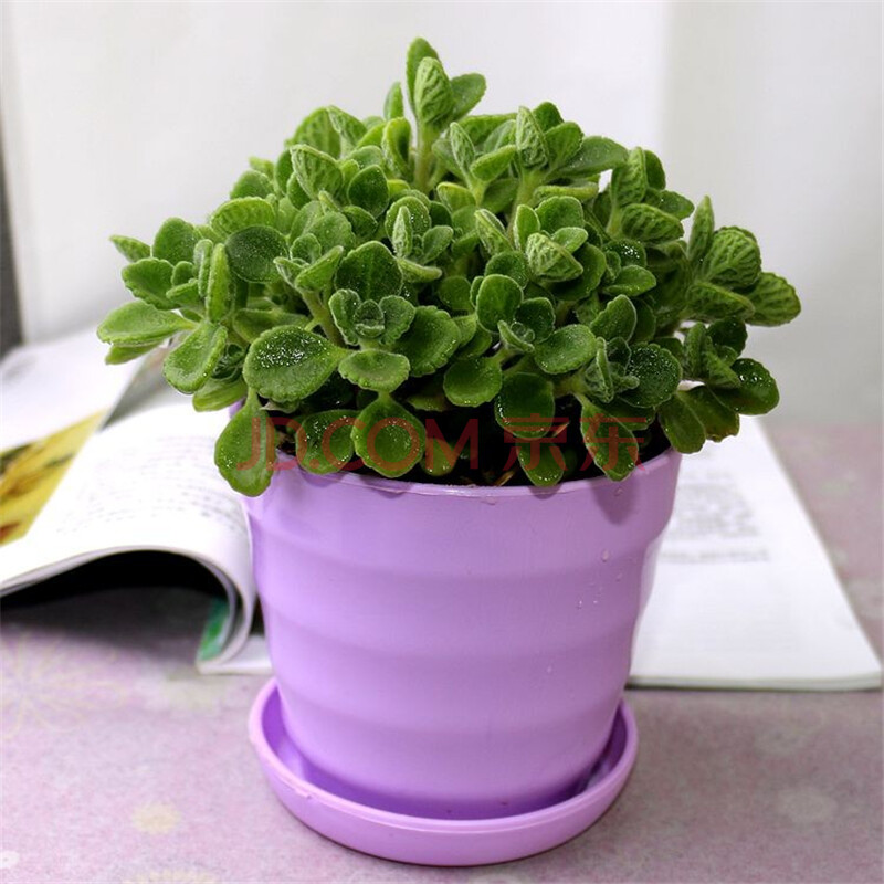 【香秀】室内桌面盆栽 一抹香一摸香芳香植物花卉 碰碰香花苗浓香多肉
