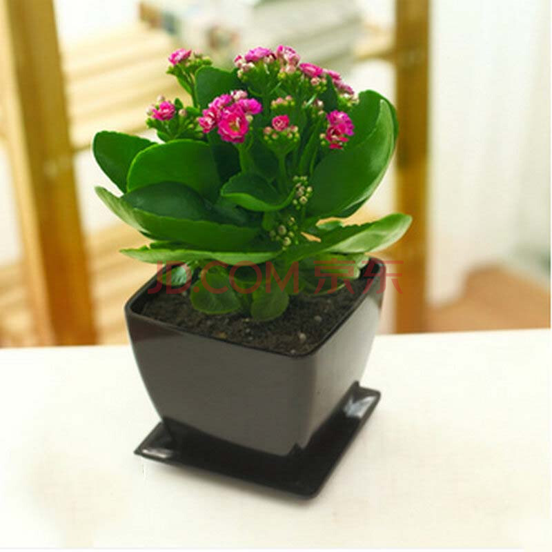 四季花卉 带花苞绿植 防辐射室内植物 花色随机发 黑色优质塑料花盆