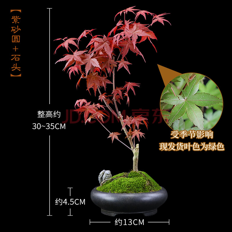 日本红枫盆栽室内红舞姬紫砂盆景观叶枫树红枫叶老桩树苗植物送礼