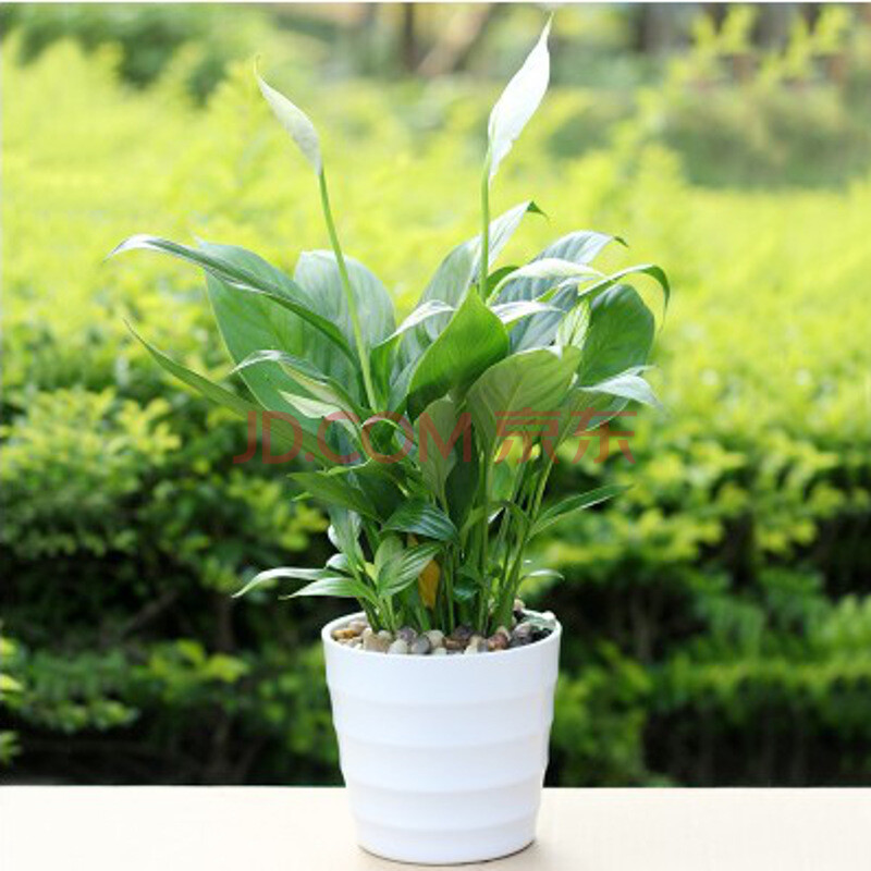 景尚花 绿植盆景白掌防辐射除甲醛植物 客厅办公室内桌面花卉盆栽!