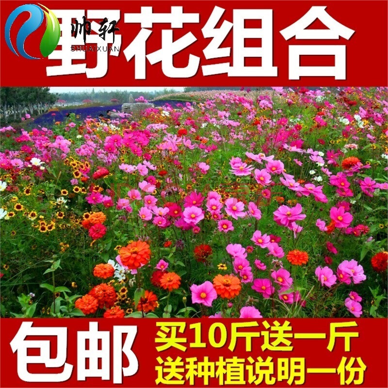 波斯菊种子 野花组合种子 硫华菊草花百日草种子格桑花种子虞美人