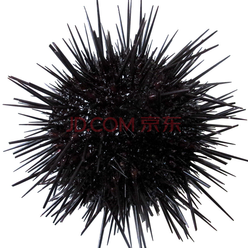 ÏÊÓù ´óÁ¬Ð¡Æ½µº¼Ó´ó×Ϻں£µ¨ 1kg Ïä×° ÏÖÀÌÏÖ·¢