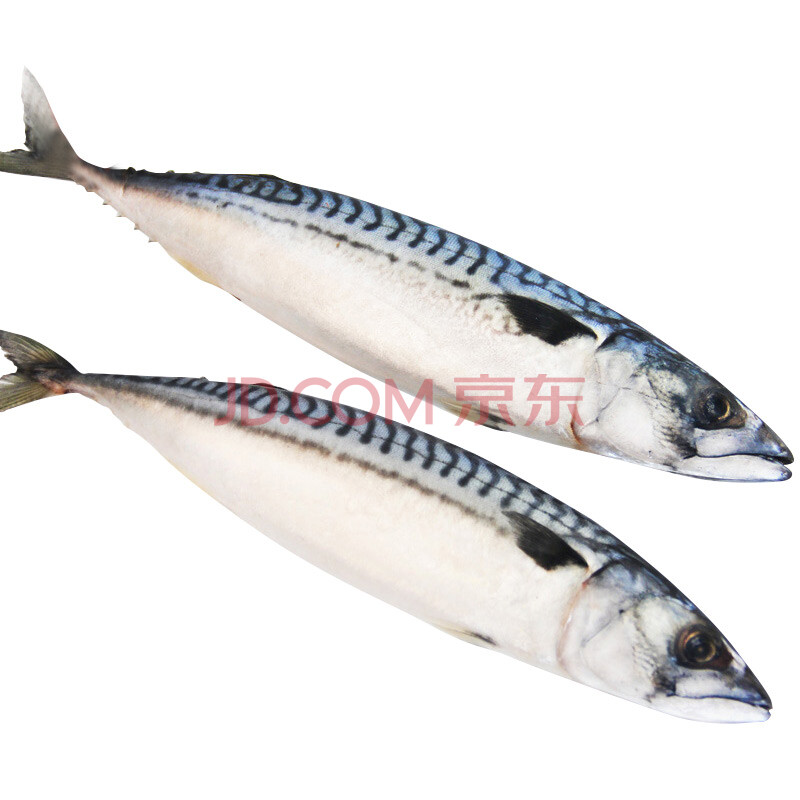 ÏÊ×´Ôª ŲÍþ½ø¿ÚÀä¶³Ç໨Óã 300g-500g £¨1Ìõ £©´ü×°