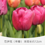 娴雅5球装荷兰进口郁金香种球盆栽耐寒重瓣白色秋冬季花卉植物苗种子