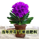 紫色君子兰  原土  肥 当年开花 不含盆