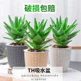 芦荟盆栽多肉植物室内好养花卉四季水培小绿植 大号芦荟3盆(th灰色