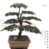 罗汉松盆景 珍珠红芽罗汉松盆景 盆景园 盆景室内室外老桩盆景盆栽