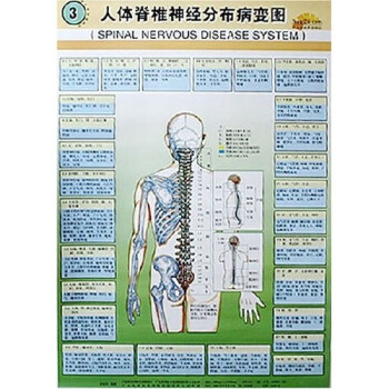 《人体脊椎神经分布病变图》(孙东方)
