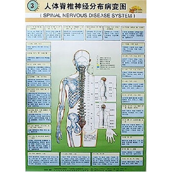 《人体脊椎神经分布病变图》(孙东方)
