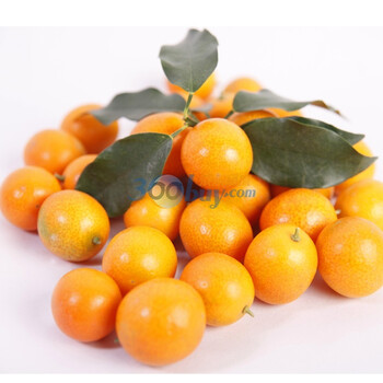 广西桂林金桔2KG/新鲜水果/桔