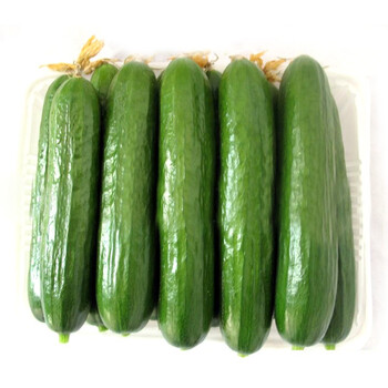 山东迷你小黄瓜 净重约1kg