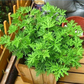 花卉种子 驱蚊草种子 白花除虫菊 小白菊花 蚊虫