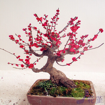 花堇 高档盆景 梅花盆景盆栽植物 造型独特 红梅 朱砂梅 梅花树桩 8年