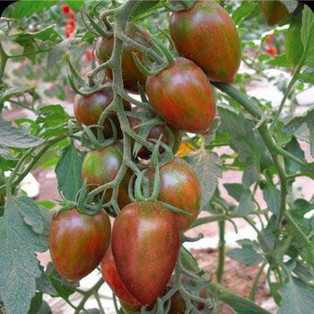 香远 番茄 西红柿种子 家庭阳台种植 盆栽蔬菜水