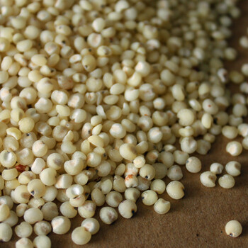 [村头树]内蒙敖汉旗五谷杂粮粗粮 农家高粱米 4