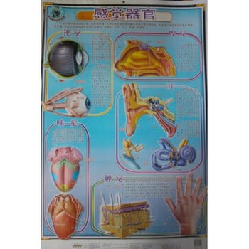 科普教育立体挂图:感觉器官【图片 价格 品牌 报价】-京东商城