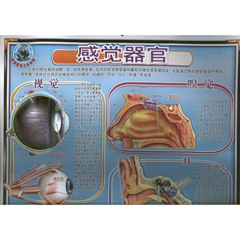 感觉器官-科普教育立体挂图\/匹欧匹实业有限公司【图片 价格 品牌 报价】-京东商城