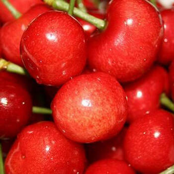 山东大樱桃 净重2KG
