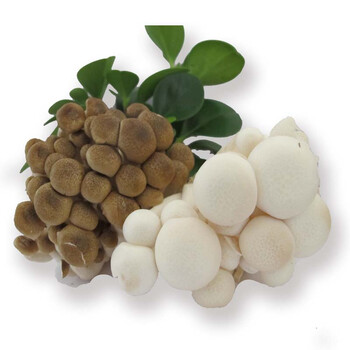 白玉菇150g*5盒、蟹味菇150g*5盒套装，约重1.5kg