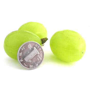 维多利亚青葡萄/500g*2盒装