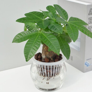 水培发财树幸福树竹柏金钱树桌面绿植小盆栽植物吸甲醛净化空气 发财